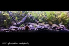 bam_Arroyo-Tenixtepec_Mexico1_GVMendez