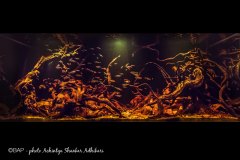 bam_Igarapé-Cajari_Rio-Caurés_Amazona1_ASAdhikari