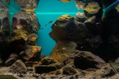 bam_Kantalamba_Tanganyika2_URDoğan