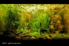 bam_Savanna_Capanaparo-river_Venezuela1_DMaxia