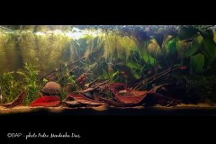 bam_Small-tributary-of-Rio-Paraná-Argentina_Pedro-Mendanha-Dias