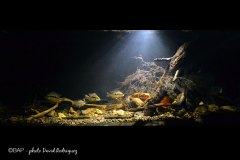 bam_arroyo_rioachiguate_Guatemala_1_drodriguez