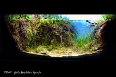 bam_eubenangee-swamp_northqld1_MSzubska