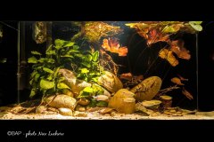 bam_imoriver_nigeria1_nicoluchoro