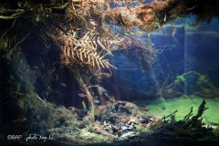 bam_rio-olho-dagua1_NanLi