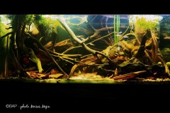 bin_riocieneguita_Cortes_Honduras17_mmejia