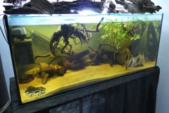 Ogolnopolskie-Dni-Akwarystyki-Zdjecie-13