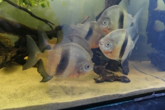 Ogolnopolskie-Dni-Akwarystyki-Zdjecie-14