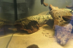 Ogolnopolskie-Dni-Akwarystyki-Zdjecie-15