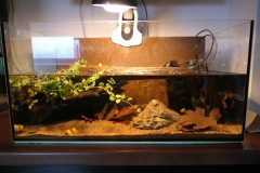 Ogolnopolskie-Dni-Akwarystyki-Zdjecie-21-Wystawa