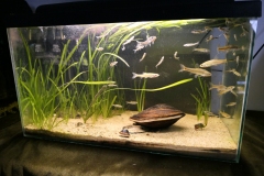 Ogolnopolskie-Dni-Akwarystyki-Zdjecie-22-Wystawa