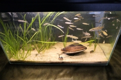 Ogolnopolskie-Dni-Akwarystyki-Zdjecie-23-Wystawa