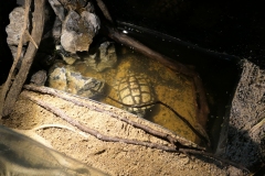 Ogolnopolskie-Dni-Akwarystyki-Zdjecie-25-Wystawa