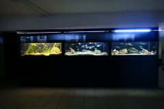 Ogolnopolskie-Dni-Akwarystyki-Zdjecie-27-Wystawa