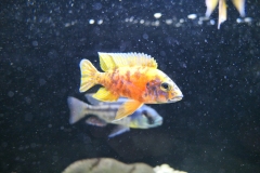 Ogolnopolskie-Dni-Akwarystyki-Zdjecie-28-Wystawa