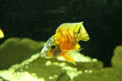 Ogolnopolskie-Dni-Akwarystyki-Zdjecie-29-Wystawa