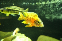 Ogolnopolskie-Dni-Akwarystyki-Zdjecie-30-Wystawa