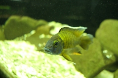 Ogolnopolskie-Dni-Akwarystyki-Zdjecie-31-Wystawa