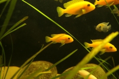 Ogolnopolskie-Dni-Akwarystyki-Zdjecie-32-Wystawa