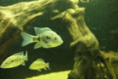 Ogolnopolskie-Dni-Akwarystyki-Zdjecie-33-Wystawa