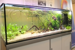 Ogolnopolskie-Dni-Akwarystyki-Zdjecie-35-Wystawa