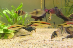 Ogolnopolskie-Dni-Akwarystyki-Zdjecie-36-Wystawa