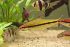 Ogolnopolskie-Dni-Akwarystyki-Zdjecie-37-Wystawa