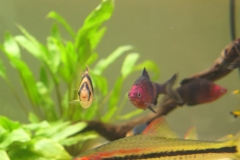 Ogolnopolskie-Dni-Akwarystyki-Zdjecie-38-Wystawa