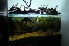 Ogolnopolskie-Dni-Akwarystyki-Zdjecie-39-Wystawa
