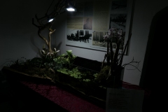 Ogolnopolskie-Dni-Akwarystyki-Zdjecie-40-Wystawa