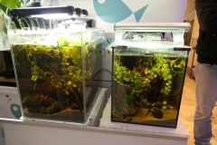 Ogolnopolskie-Dni-Akwarystyki-Zdjecie-42-Wystawa
