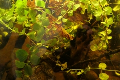 Ogolnopolskie-Dni-Akwarystyki-Zdjecie-43-Wystawa