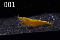 IMG_8239-1030x773 IMG_8239-1030x773