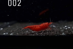 IMG_8240-1030x773 IMG_8240-1030x773