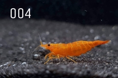 IMG_8241-1030x773 IMG_8241-1030x773