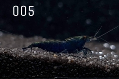 IMG_8242-1030x773 IMG_8242-1030x773