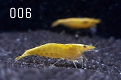 IMG_8243-1030x773 IMG_8243-1030x773