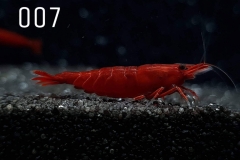 IMG_8244-1030x773 IMG_8244-1030x773