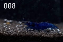 IMG_8245-1030x773 IMG_8245-1030x773