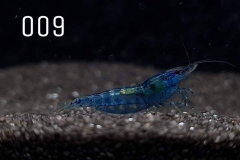 IMG_8246-1030x773 IMG_8246-1030x773