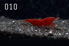 IMG_8247-1030x773 IMG_8247-1030x773