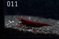 IMG_8248-1030x773 IMG_8248-1030x773