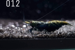 IMG_8249-1030x773 IMG_8249-1030x773