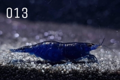 IMG_8250-1030x773 IMG_8250-1030x773