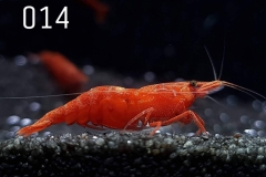 IMG_8251-1030x773 IMG_8251-1030x773