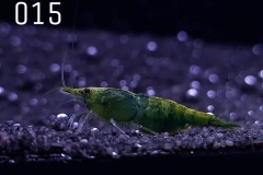 IMG_8252-1030x773 IMG_8252-1030x773