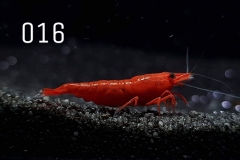 IMG_8253-1030x773 IMG_8253-1030x773