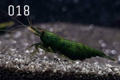 IMG_8255-1030x773 IMG_8255-1030x773