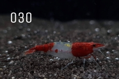 IMG_8273-1030x773 IMG_8273-1030x773