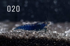 IMG_8274-1030x773 IMG_8274-1030x773